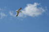 Gull 4