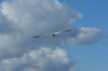 Gull 2