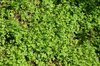 Clovers