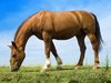 horse