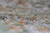 Blurred moss 1