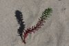 Plant & shadow