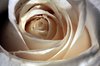 White rose 2