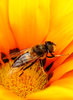 Fly