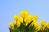 Yellow tulips