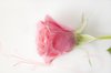 Pink rose