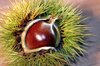 Chestnut 2
