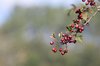 Red berries