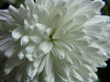White flower