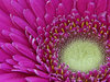 Gerbera Daisy