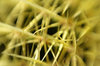 Cactus spines