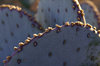 Prickly Pear Cactus