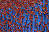 Rusty Steel Plate