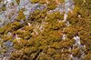 Moss on a stone