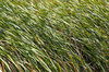 Reeds in the wind