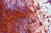 Rusted Door