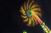 At the Fair... 9