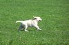 Happy dog