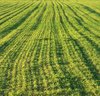 Spring grass