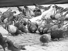 City pigeons