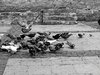 City pigeons 2