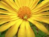 Daisy spider
