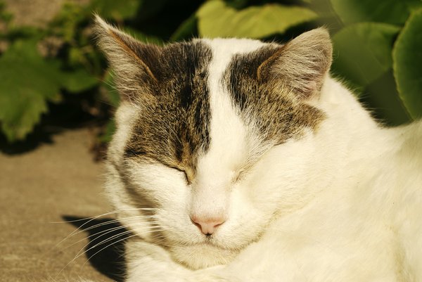 Snooze Time: My sleeping cat