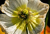 Poppy 1