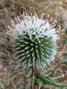 Thistle 2