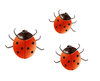 3 ladybugs