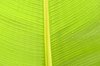 Banana leaf