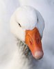 Goose Up Close