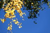 Autumn Leaves