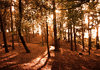 Autumn Sun