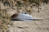 Feather