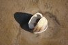 Sea Shell