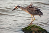 Egret with Ruffled Feathers