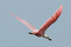 Pink Rosette Spoonbill