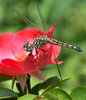 Golden Dragonfly
