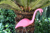 Pink Flamingo