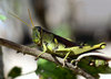 Grasshopper