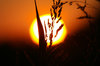 Setting Sun