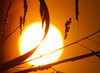 Sunset in the Bush