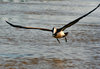 Texas Pelican coming in for la