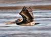 Texas Pelican