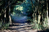 Fairytale Path