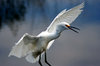Surprised Egret