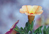 Sharp Flower