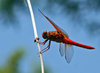Dragonfly Series 2