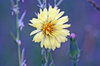 Beautiful Wildflower